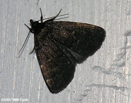 Idia rotundalis - Rotund Idia