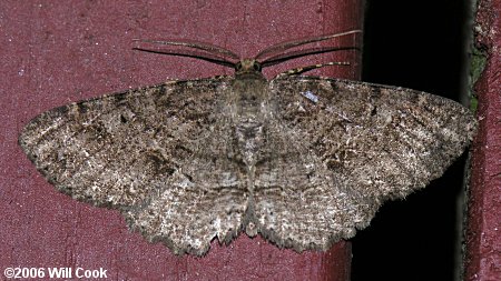 Melanolophia canadaria - Canadian Melanolophia