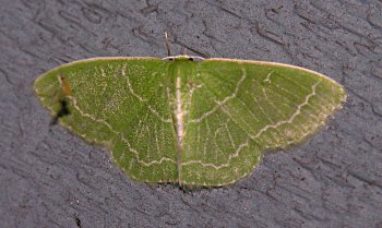 Synchlora aerata - Wavy-lined Emerald