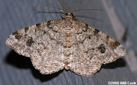 Macaria signaria - Pale-marked Angle