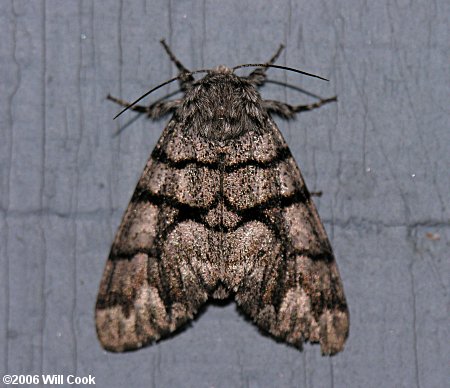 Panthea furcilla - Eastern Panthea