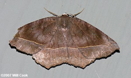 Eutrapela clemataria - Curve-toothed Geometer