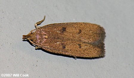 Machimia tentoriferella - Gold-striped Leaftier