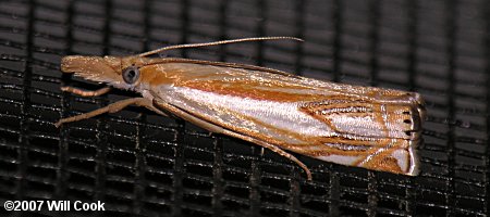 Crambus agitatellus - Double-banded Grass-veneer