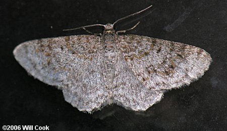 Hydrelia inornata - Unadorned Carpet