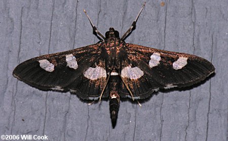 Desmia funeralis - Grape Leaffolder