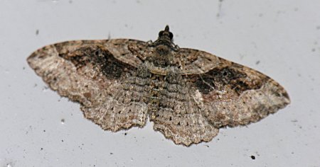 Costaconvexa centrostrigaria - Bent-line Carpet