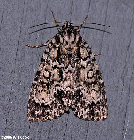 Acronicta fragilis - Fragile Dagger Moth