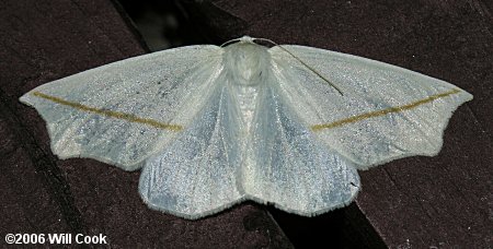 Tetracis cachexiata - White Slant-Line