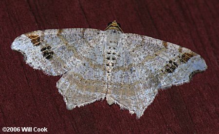 Macaria aemulataria - Common Angle