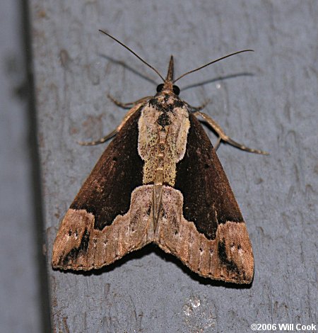 Hypena baltimoralis - Baltimore Bomolocha