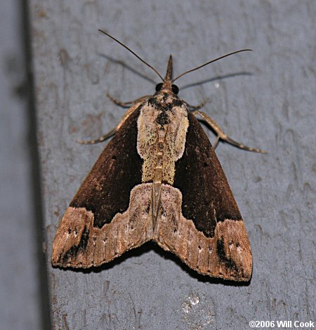 Hypena baltimoralis - Baltimore Bomolocha