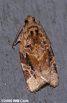 Argyrotaenia velutinana - Red-banded Leafroller