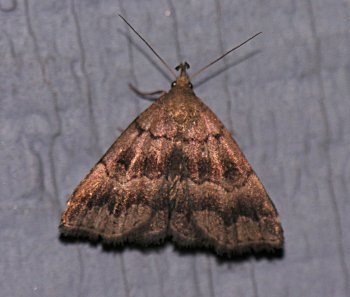 Phalaenostola larentioides - Black-banded Owlet