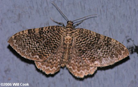 Rheumaptera prunivorata - Cherry Scallop Shell