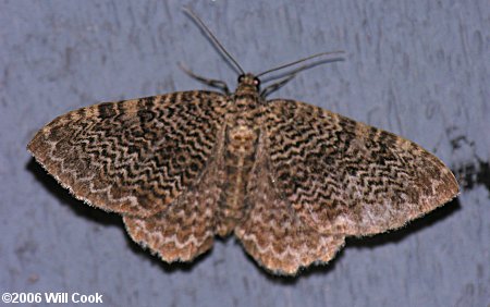 Rheumaptera prunivorata - Cherry Scallop Shell