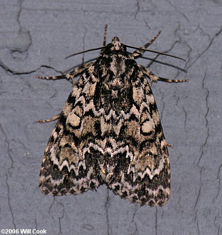 Acronicta fragilis - Fragile Dagger Moth