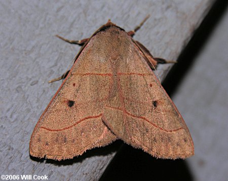 Panopoda rufimargo - Red-lined Panopoda