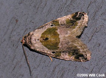 Maliattha synochitis - Black-dotted Maliattha