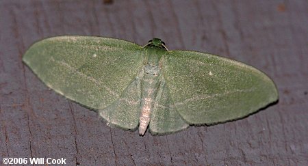 Dyspteris abortivaria - Bad-wing Moth