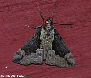 Hypena baltimoralis - Baltimore Bomolocha