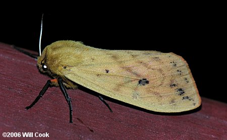 Pyrrharctia isabella - Isabella Tiger Moth