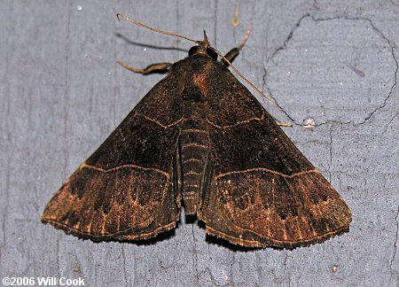 Hypena deceptalis - Deceptive Snout