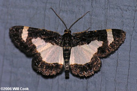 Heliomata cycladata - Common Spring Moth