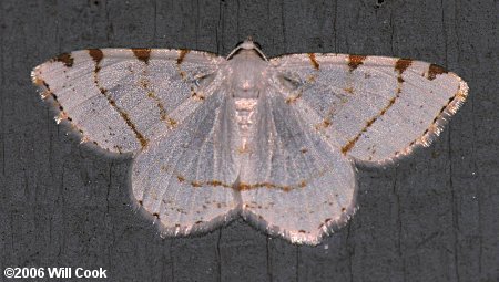 Speranza pustularia - Lesser Maple Spanworm