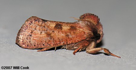 Acrolophus plumifrontella - Eastern Grass-tubeworm Moth