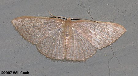 Pleuroprucha insulsaria - Common Tan Wave