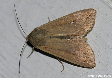 Mythimna unipuncta - Armyworm Moth