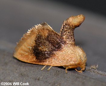 Tortricidia flexuosa - Abbreviated Button Slug Moth