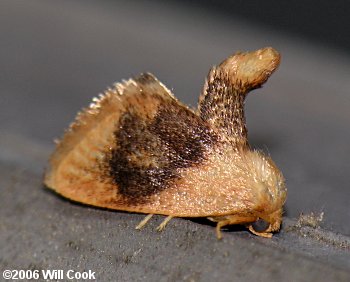 Tortricidia flexuosa - Abbreviated Button Slug Moth