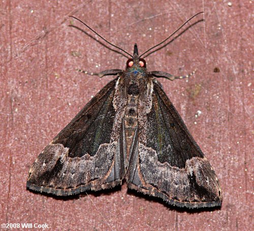 Hypena baltimoralis - Baltimore Snout