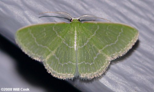 Synchlora frondaria - Southern Emerald