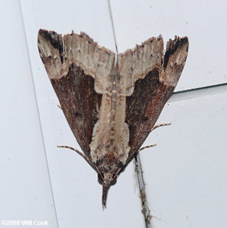 Hypena baltimoralis - Baltimore Snout