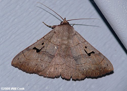 Panopoda carneicosta - Brown Panopoda