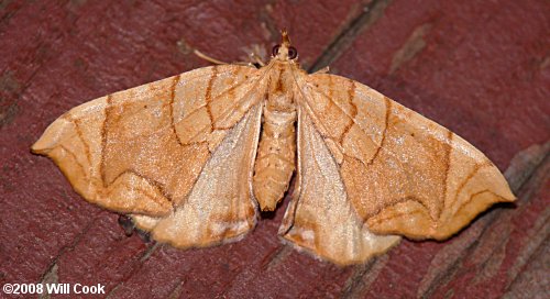 Eulithis diversilineata - Lesser Grapevine Looper