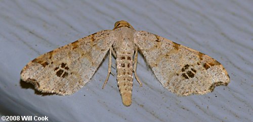 Macaria aemulataria - Common Angle