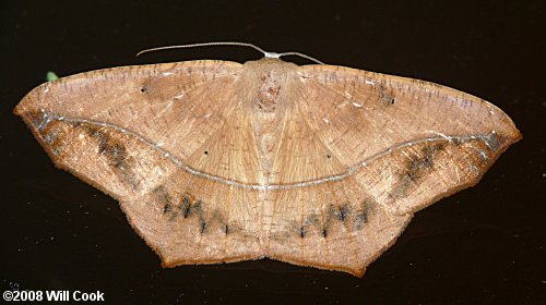 Prochoerodes lineola - Large Maple Spanworm