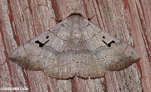 Panopoda carneicosta - Brown Panopoda