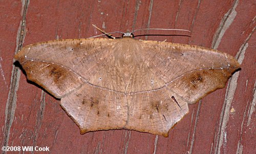 Prochoerodes lineola - Large Maple Spanworm