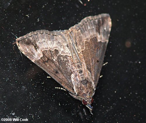 Hypena baltimoralis - Baltimore Snout