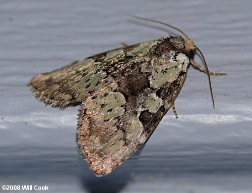 Leuconycta lepidula - Marbled-green Leuconycta