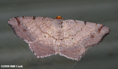 Macaria bicolorata - Bicolored Angle