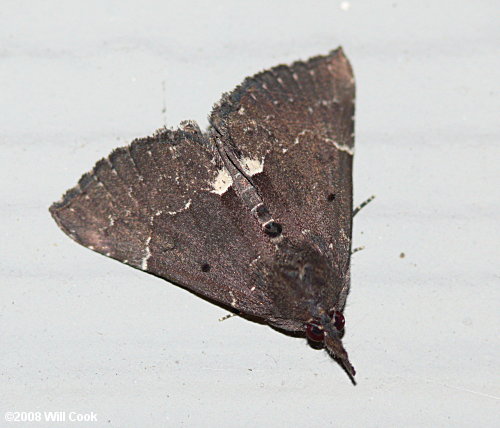 Hypena bijugalis - Dimorphic Snout