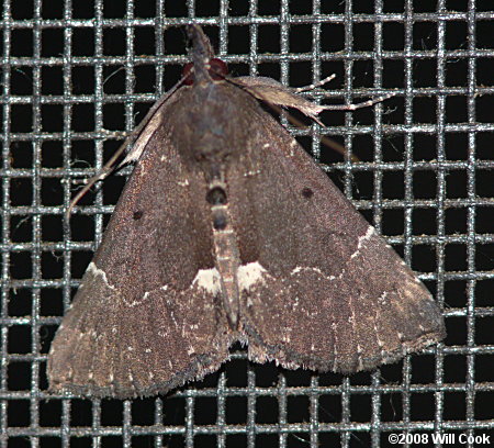 Hypena bijugalis - Dimorphic Snout