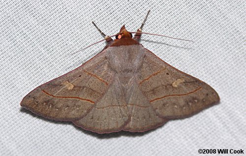 Panopoda rufimargo - Red-lined Panopoda