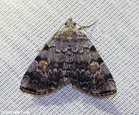 Idia americalis - American Idia